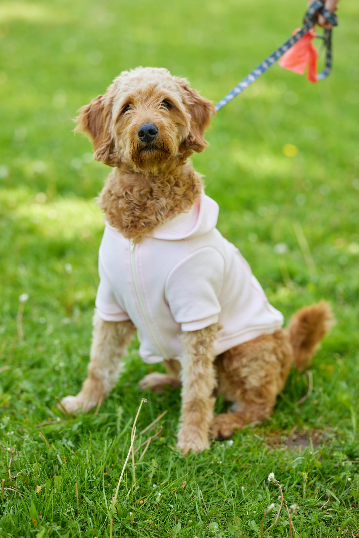 Dog Hoodie