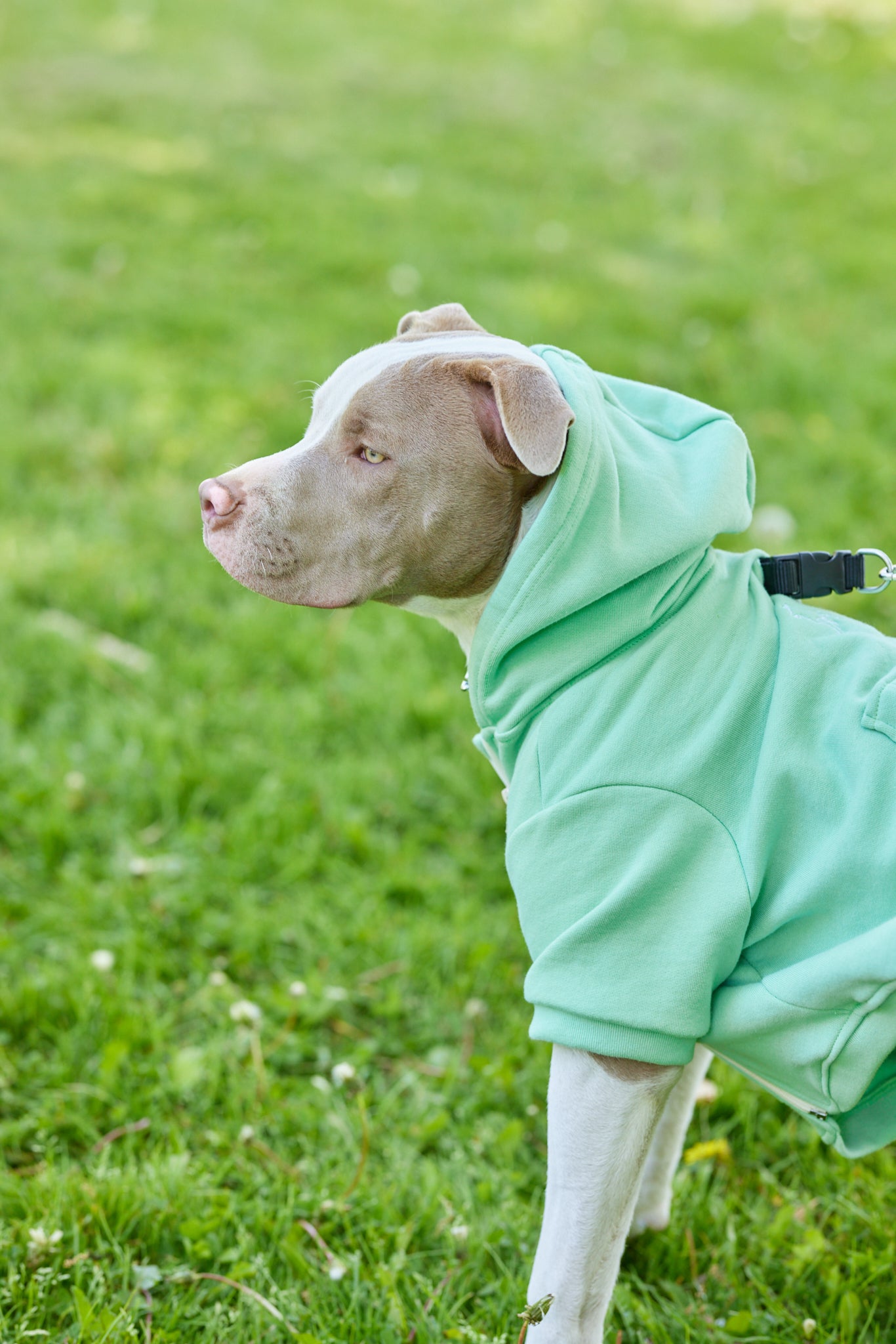 Dog Hoodie